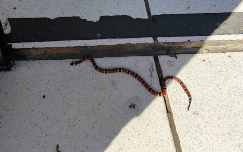 Cobra-coral verdadeira encontrada em Santa Catarina  | abc+