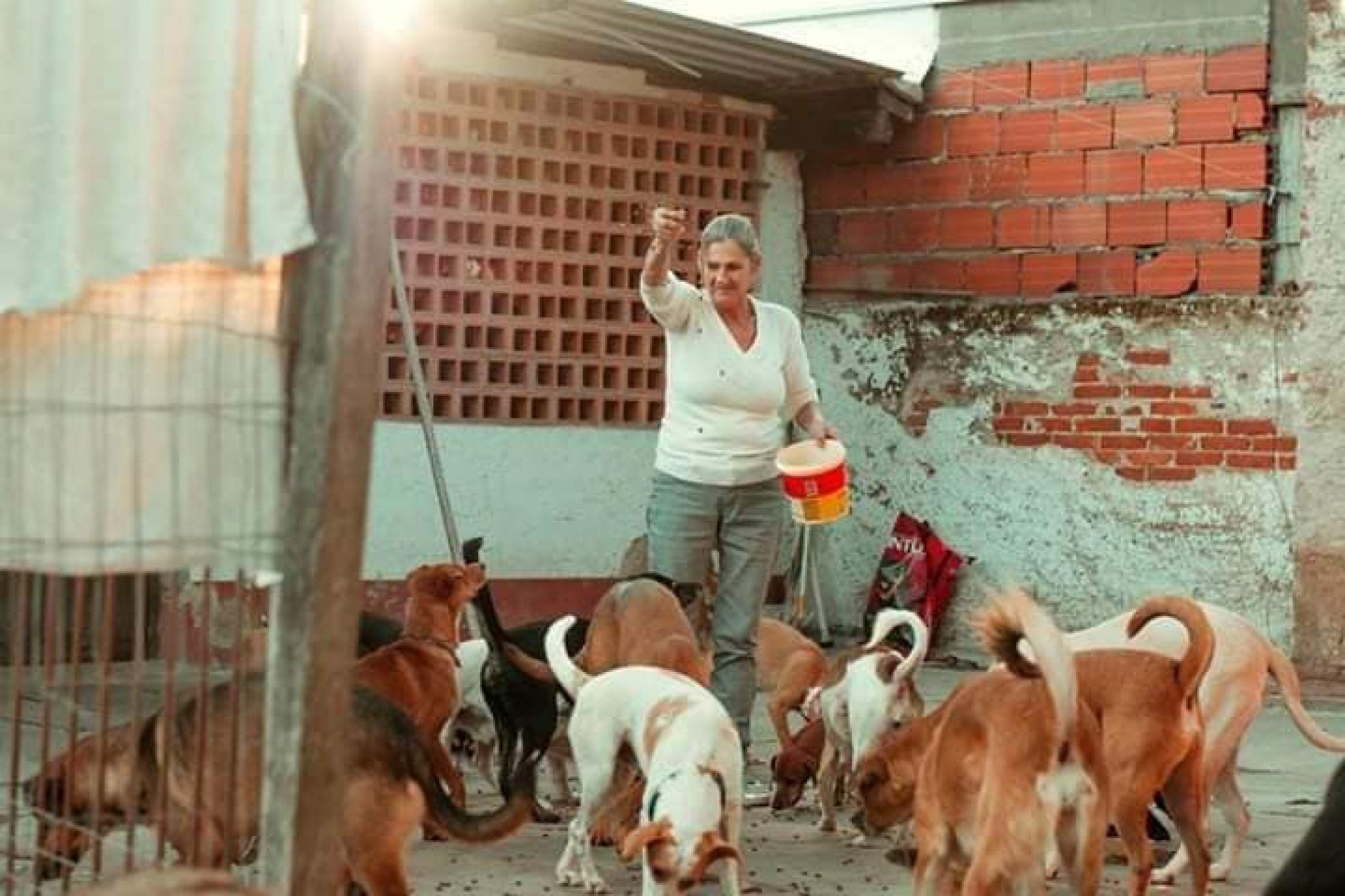 Protetora faz campanha para quitar compra de novo lar para abrigar 204 cães