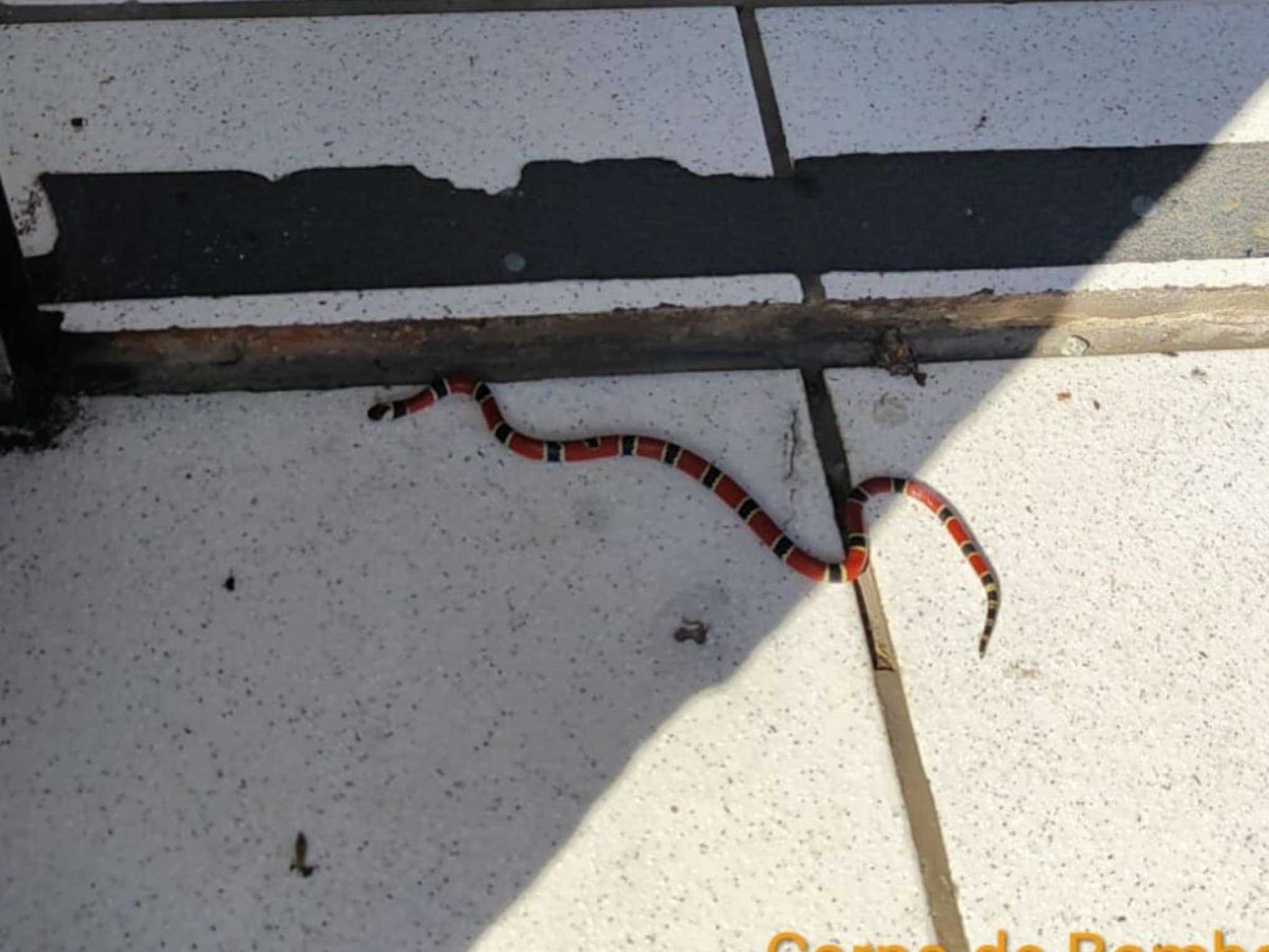 Cobra-coral verdadeira é encontrada escondida no ar-condicionado de loja em SC