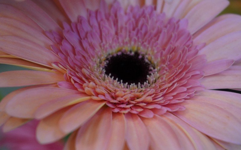 Flores são opções para marcar o Dia da Mulher 