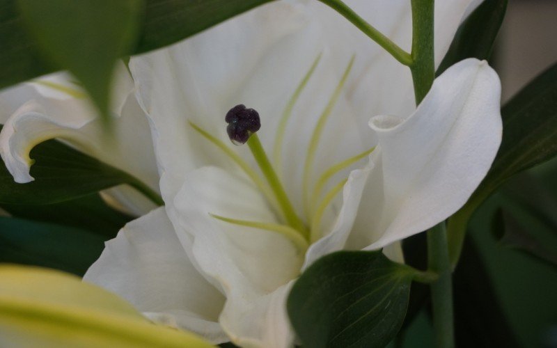 Flores são opções para marcar o Dia da Mulher 