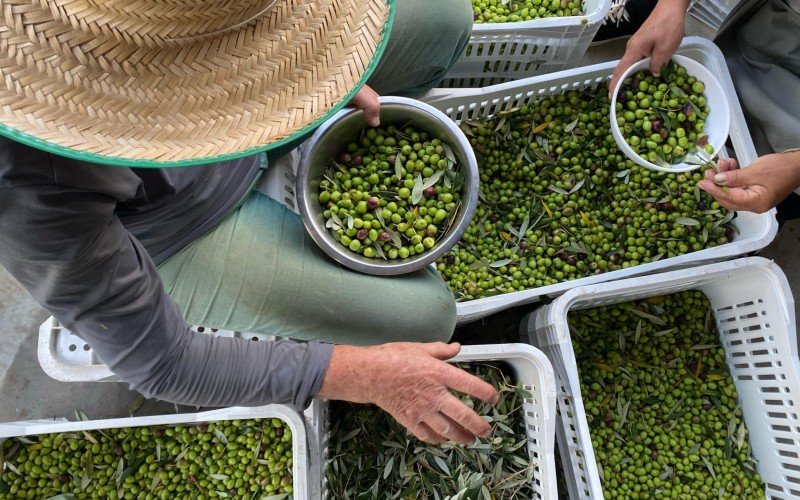 Triagem das azeitonas é feita de forma manual