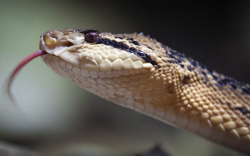 Surucucu | abc+