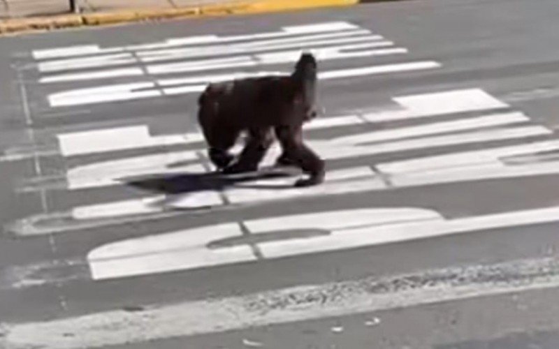 Vídeo com flagrante foi feito durante o final de semana, no Centro canelense