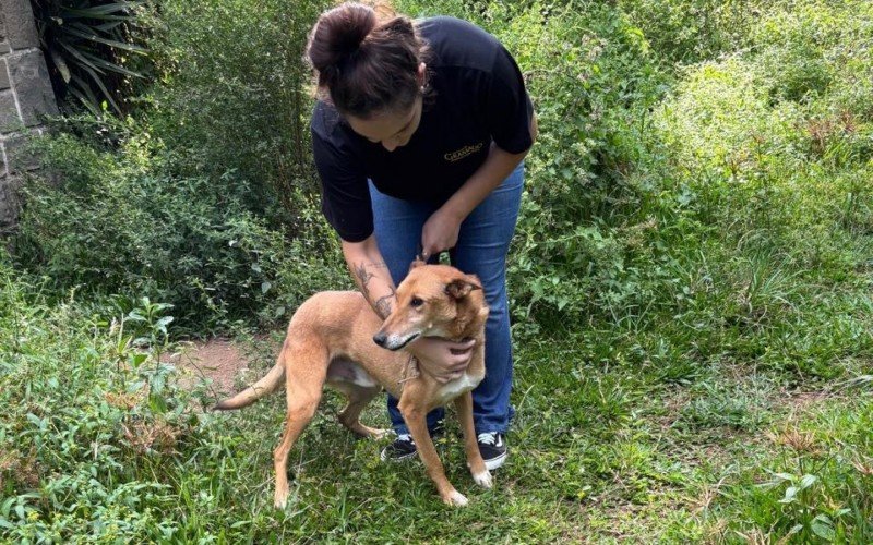 Quatro cães em situação de maus-tratos foram resgatados