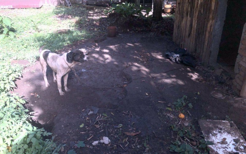 Resgate de cão em situação de maus-tratos