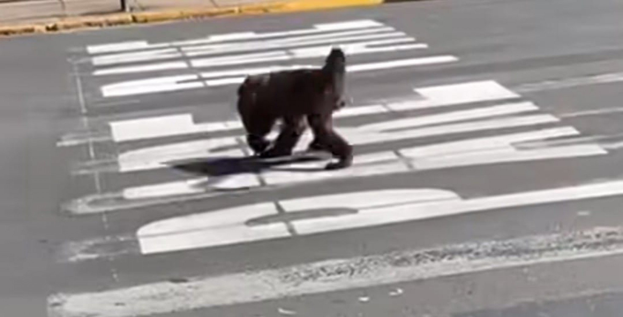 Bugio pelas ruas? Saiba qual foi o destino de animal que apareceu no Centro de Canela