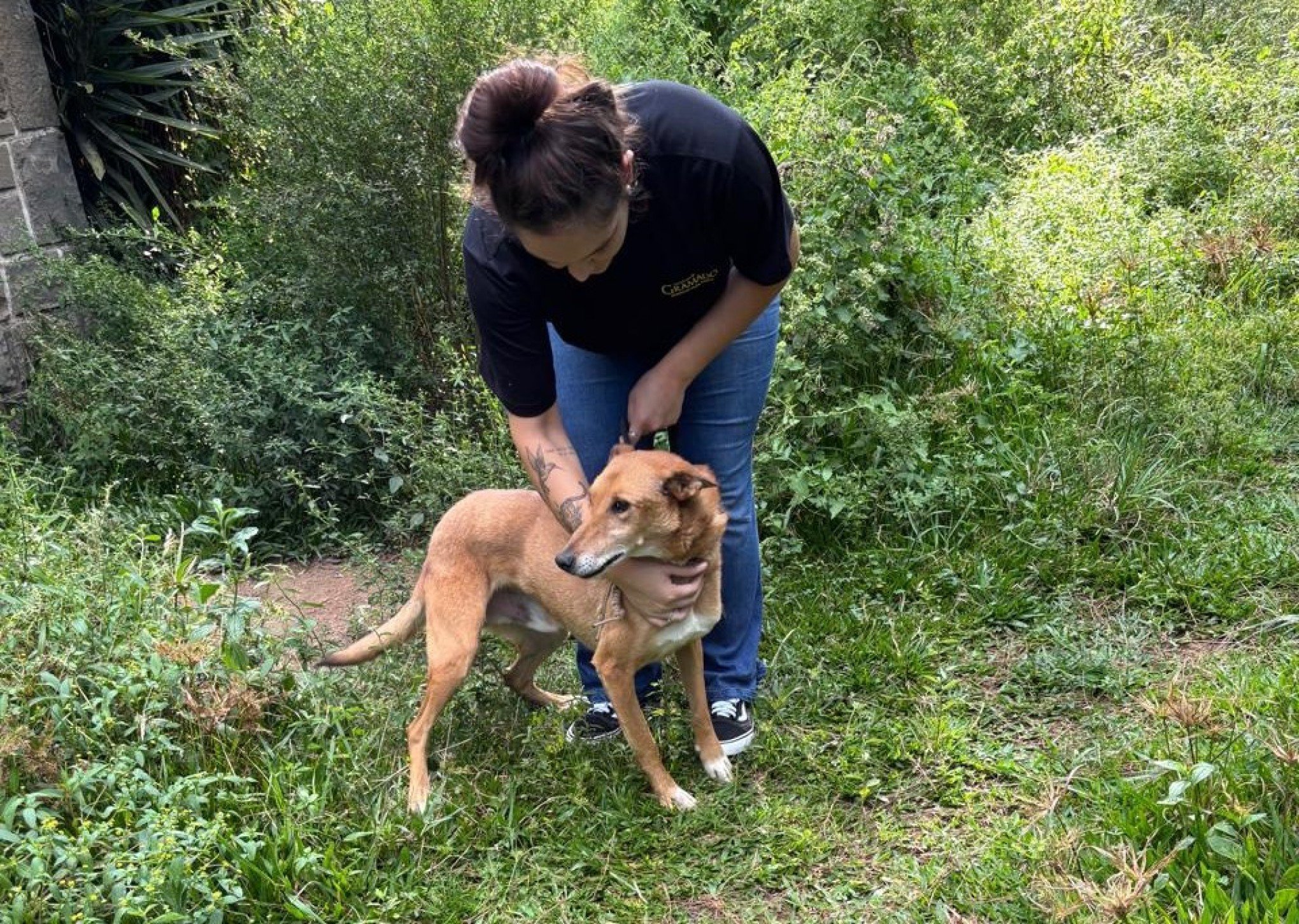 Cães são resgatados em ocorrências de maus-tratos em Canela e Gramado