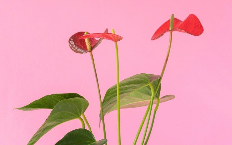 Antúrio (Anthurium spp.) é uma planta comum, mas tóxica | abc+
