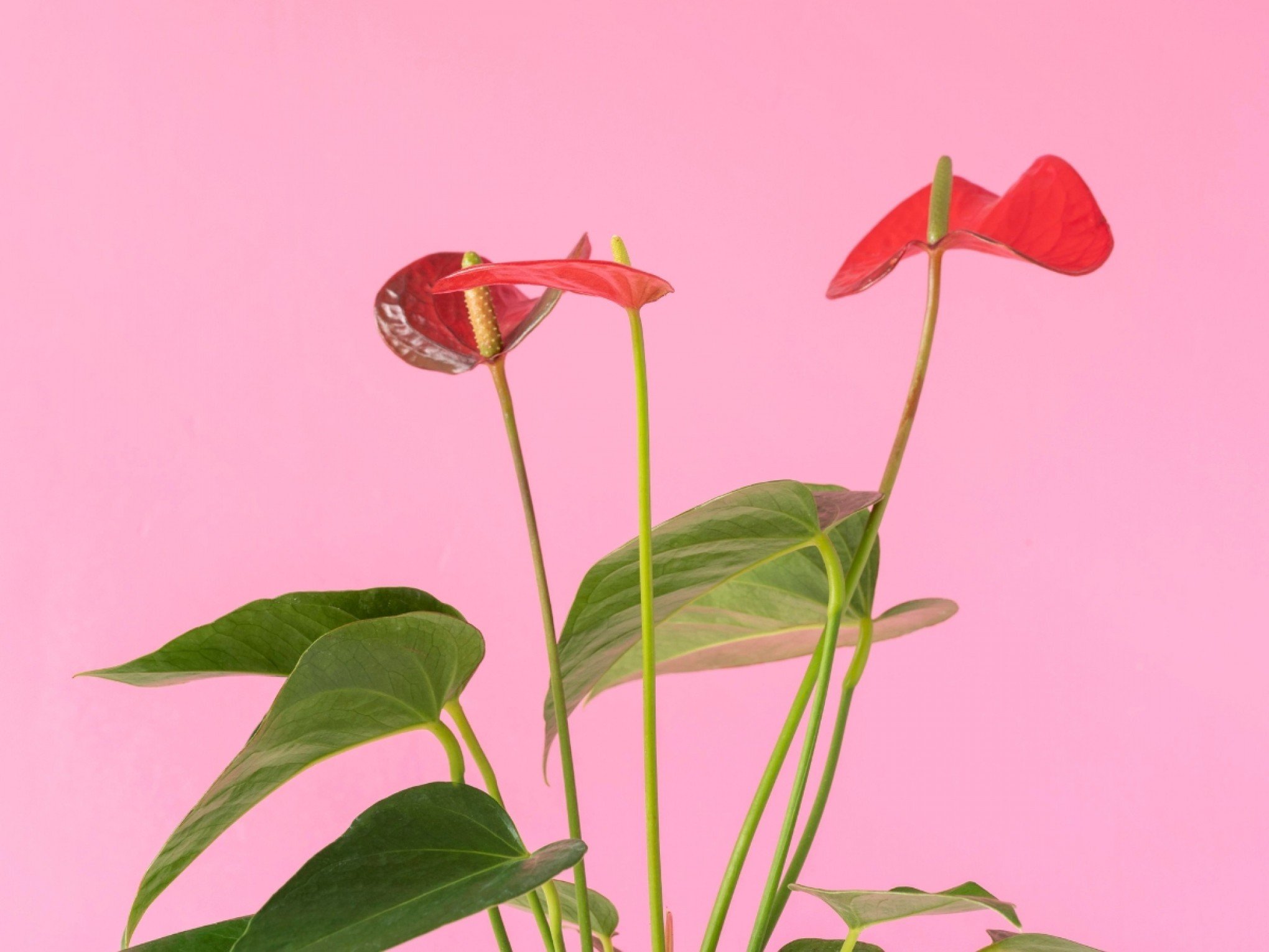 Você pode ter estas plantas tóxicas em casa e não saber: Descubra 5 espécies para tomar cuidado