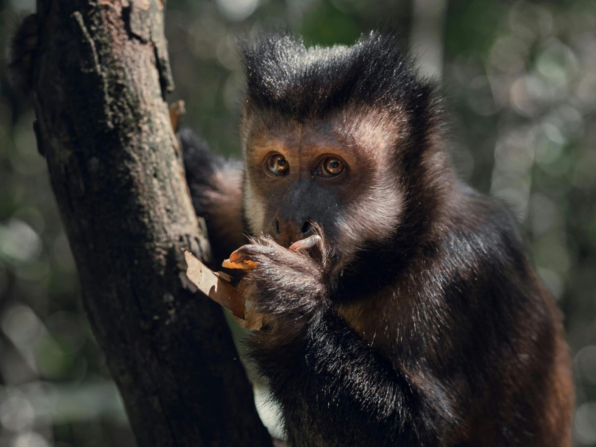 Presença do macaco-prego-preto nos ambientes urbanos deixa autoridades em alerta no RS