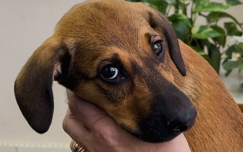 Cãozinho de apenas 3 meses foi resgatado e será castrado | abc+