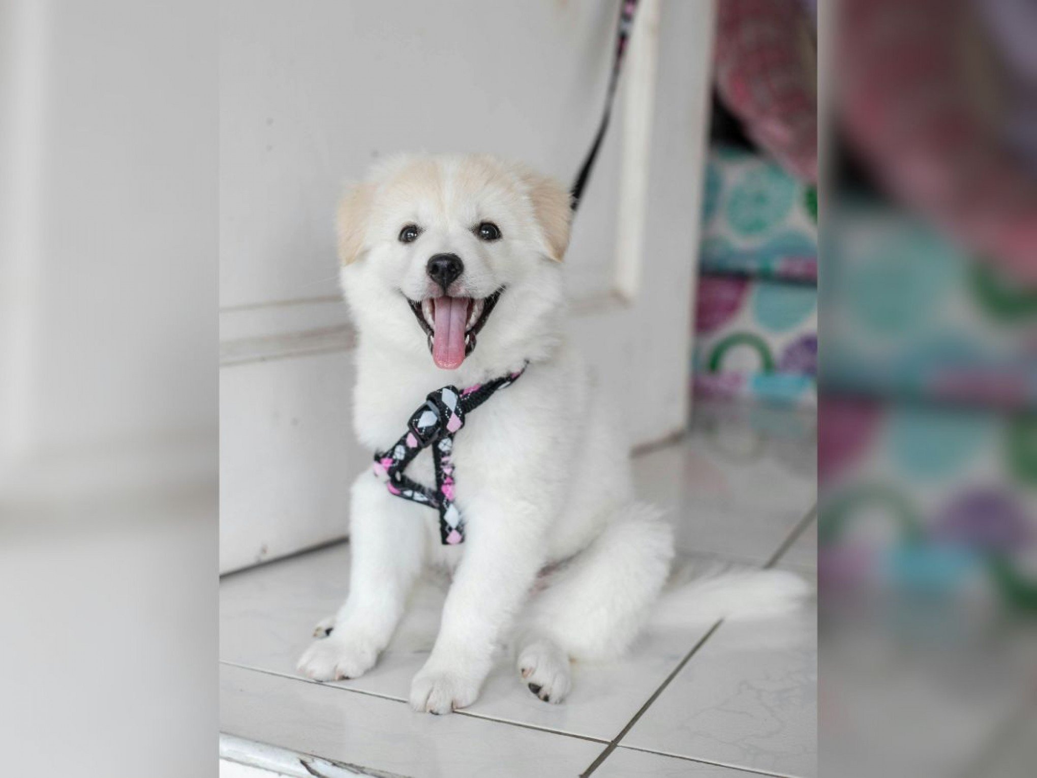 Adestramento positivo: Como ensinar truques básicos ao seu cachorro de forma saudável