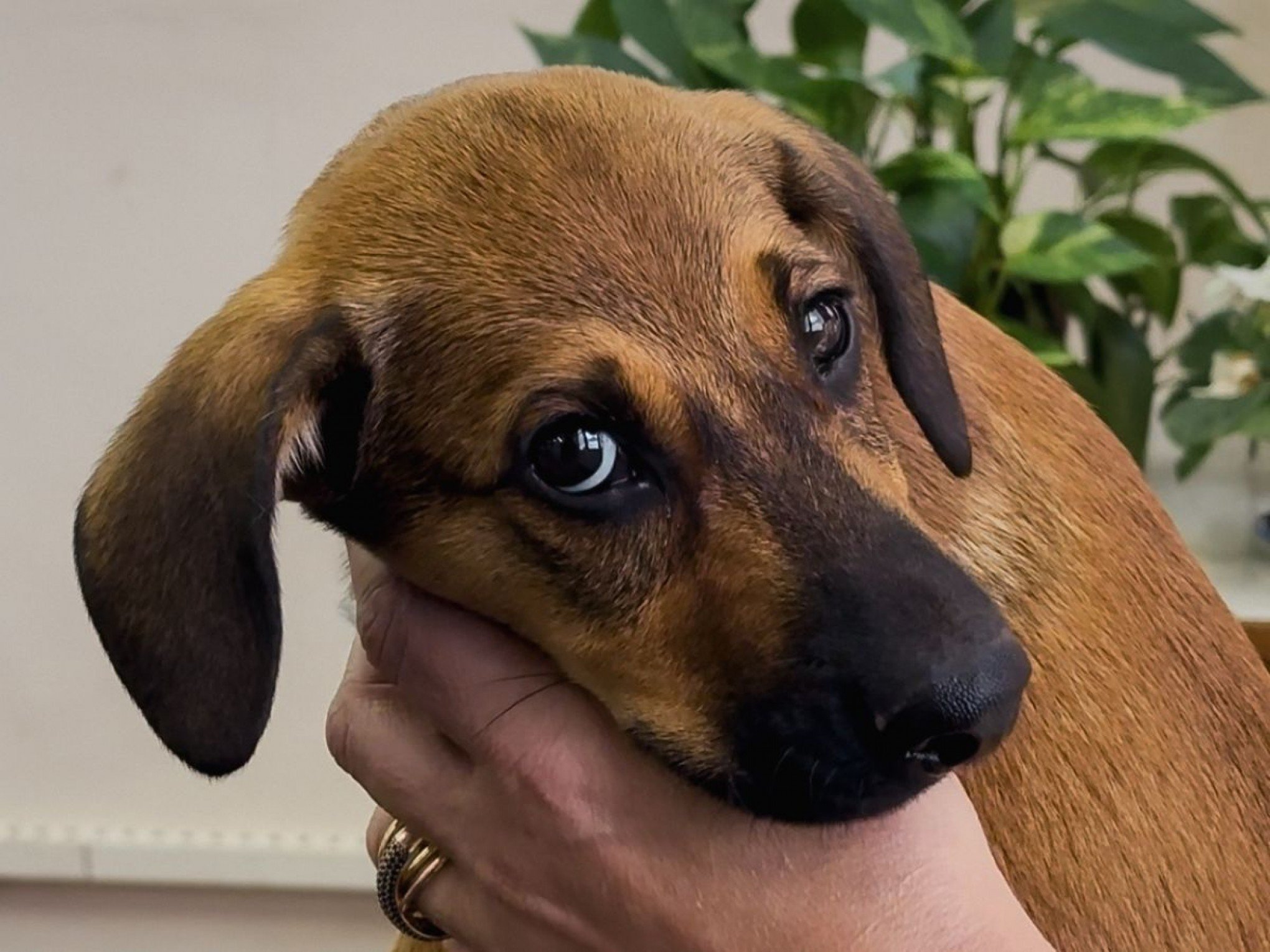 Filhote de cachorro é abandonado em Novo Hamburgo e imagens ajudam a identificar suspeito; veja vídeo