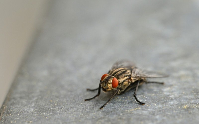 apenas uma mosca pode carregar mais de 300 tipos de bactérias nas asas e pernas, segundo estimativas | abc+