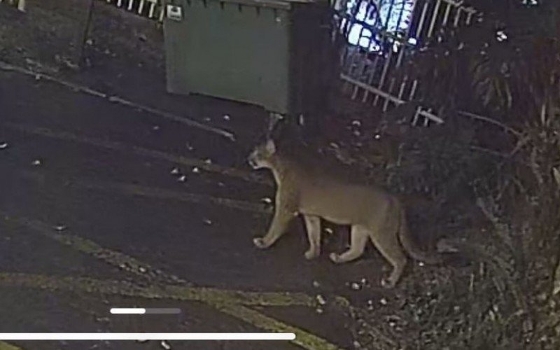 Puma foi avistado no Centro de Gramado na madrugada de sexta-feira