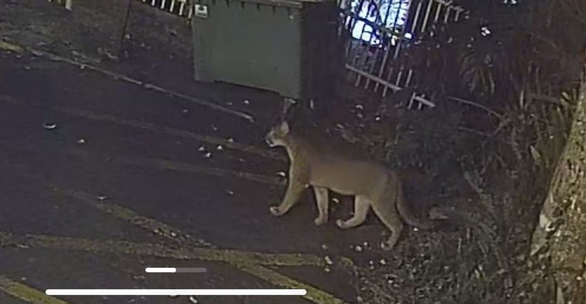 "O puma está em seu habitat natural", diz Meio Ambiente após aparição do felino em Gramado
