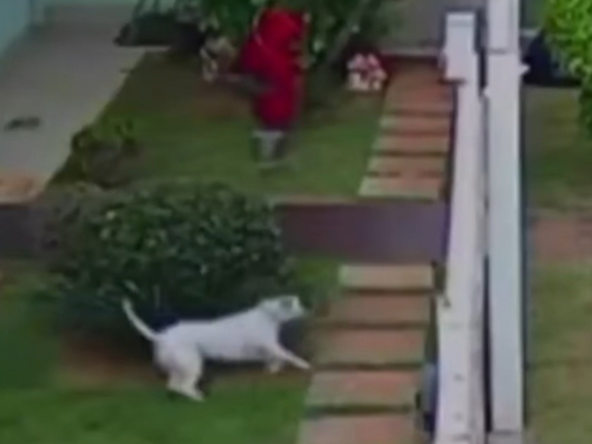 VÍDEO: Pitbull foge pelo portão de casa e ataca mulher e crianças