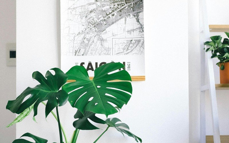 VÍDEO: 3 plantas que as folhas não caem no outono