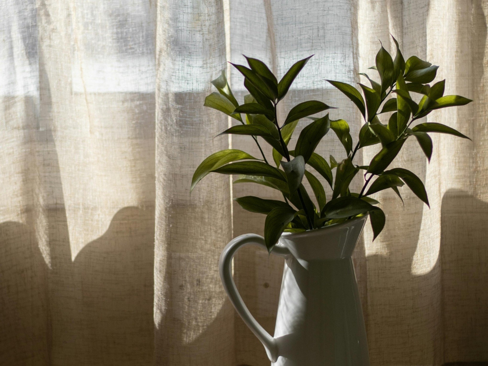 15 plantas que eliminam a energia negativa e deixam sua casa mais leve; descubra e atraia vibrações positivas