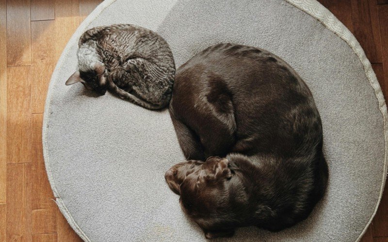 Animal pode estar em pets, mas espécie não é comum no Brasil | abc+