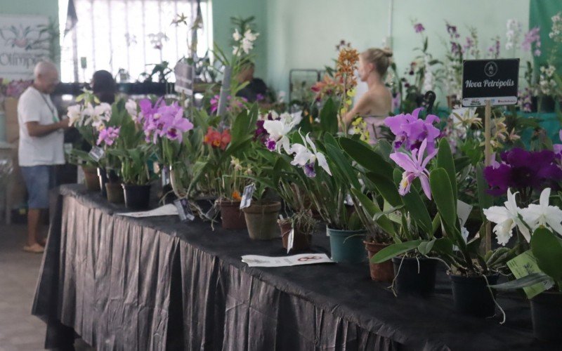 131ª Exposição de Orquídeas continua até este domingo em São Leopoldo; saiba mais