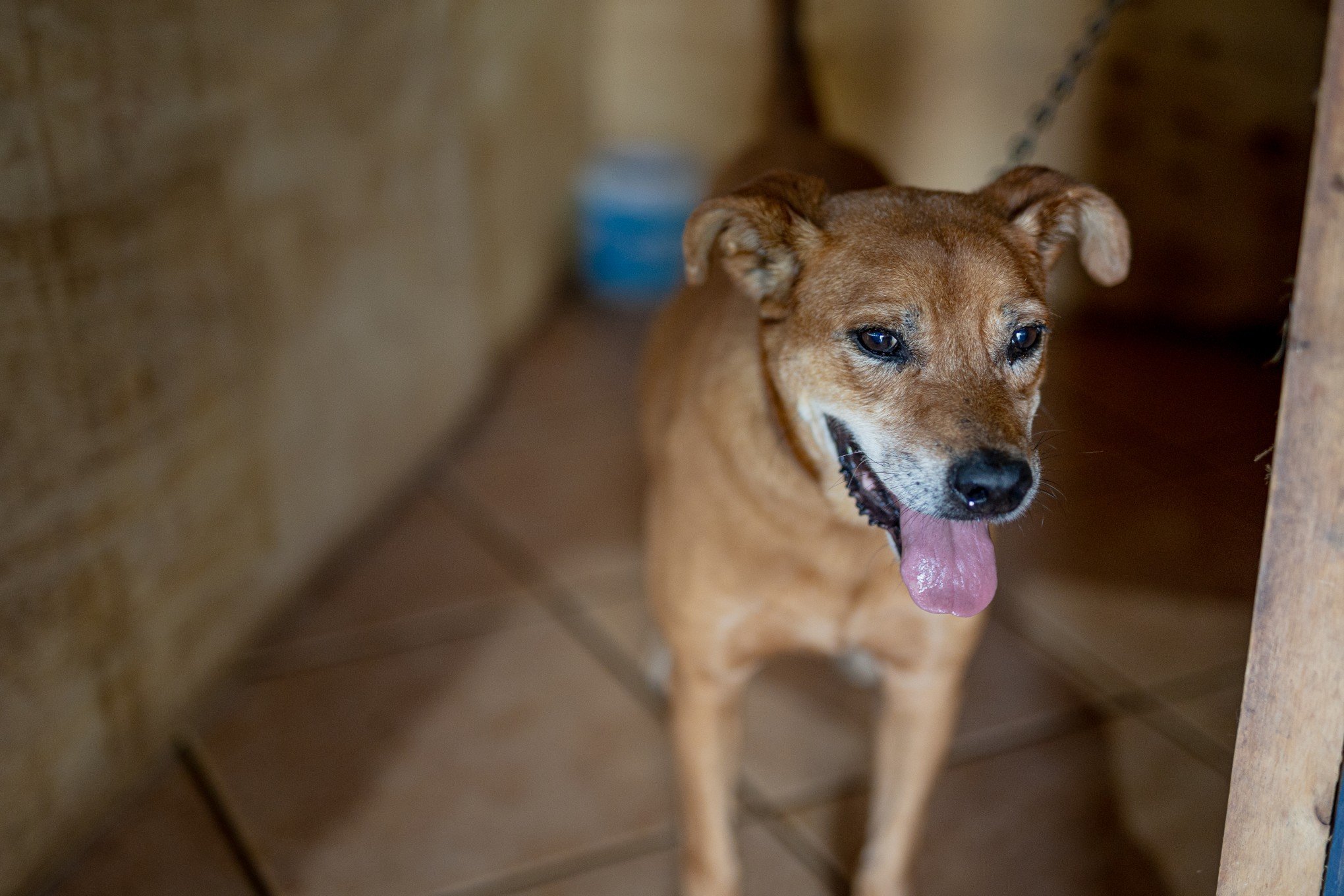 "Tem que vim com a mente aberta": veterinária incentiva a adoção de animais resgatados da enchente em Canoas