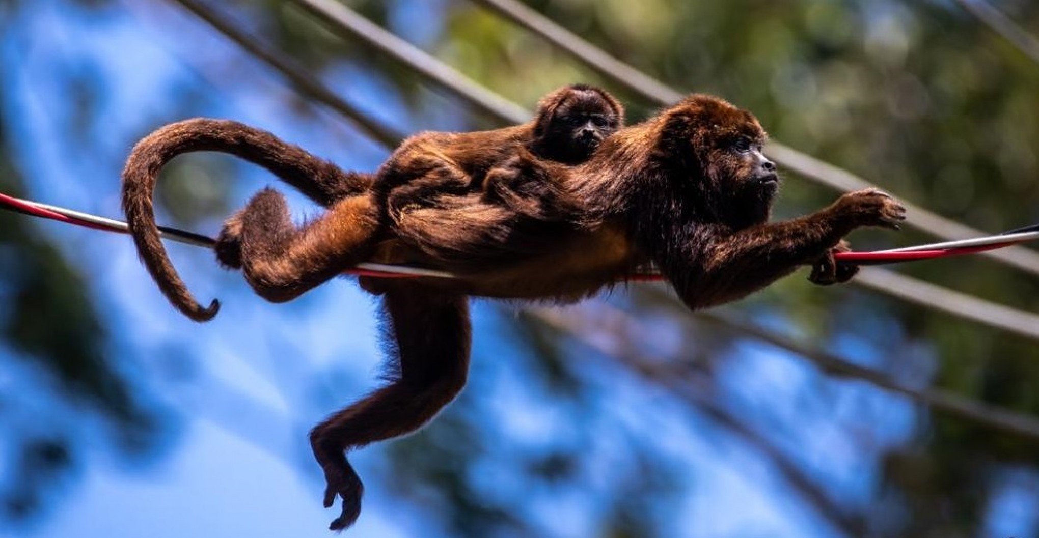 Do bugio ao papagaio, expansão urbana e desmatamento colocam animais silvestres em risco