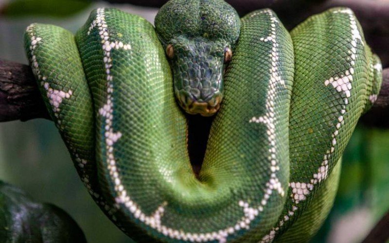 Cobra-papagaio raramente será vista rastejando pelo chão | abc+