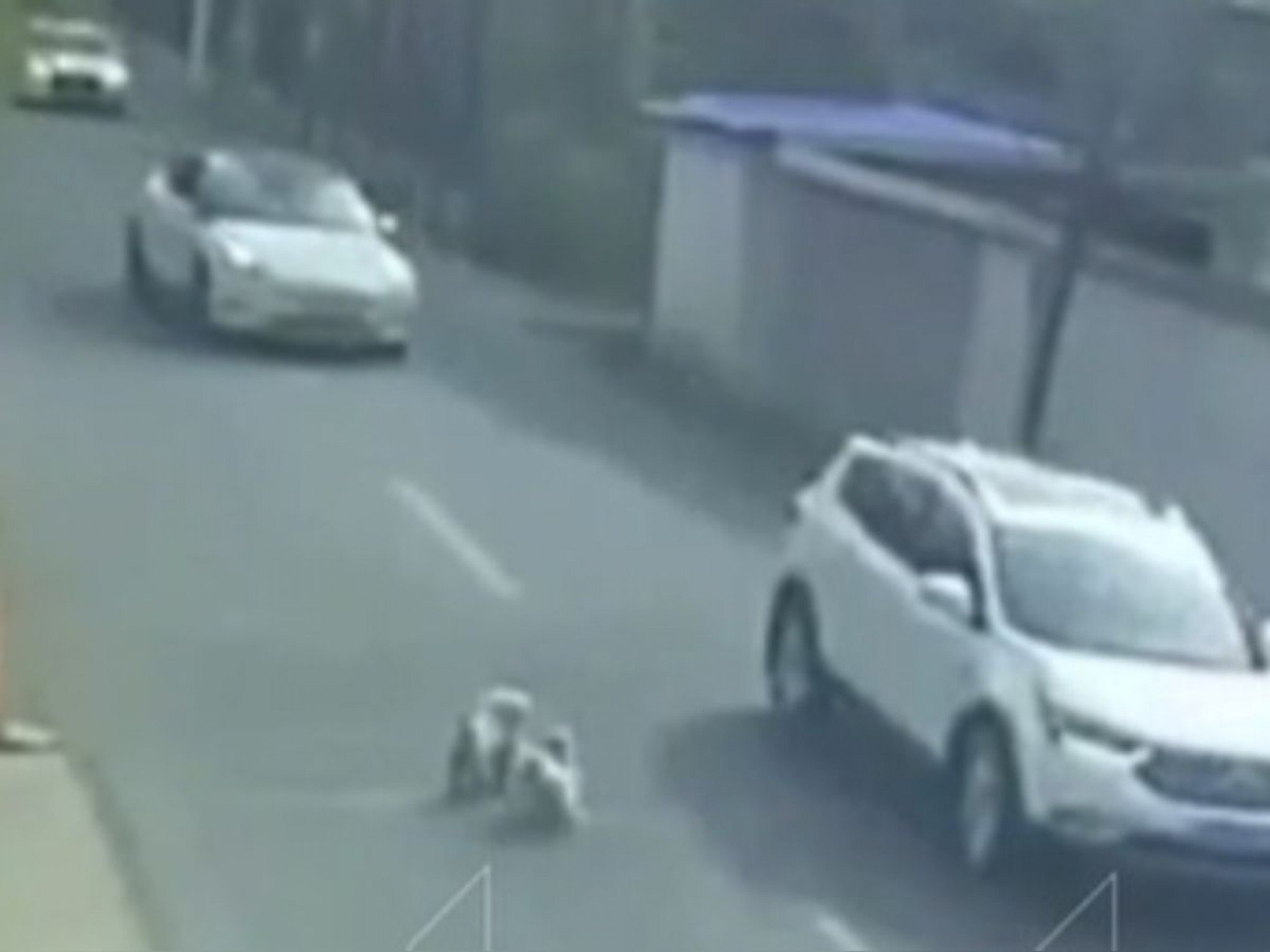 VÍDEO: Cachorrinho é resgatado por vira-latas após ser atropelado por carro