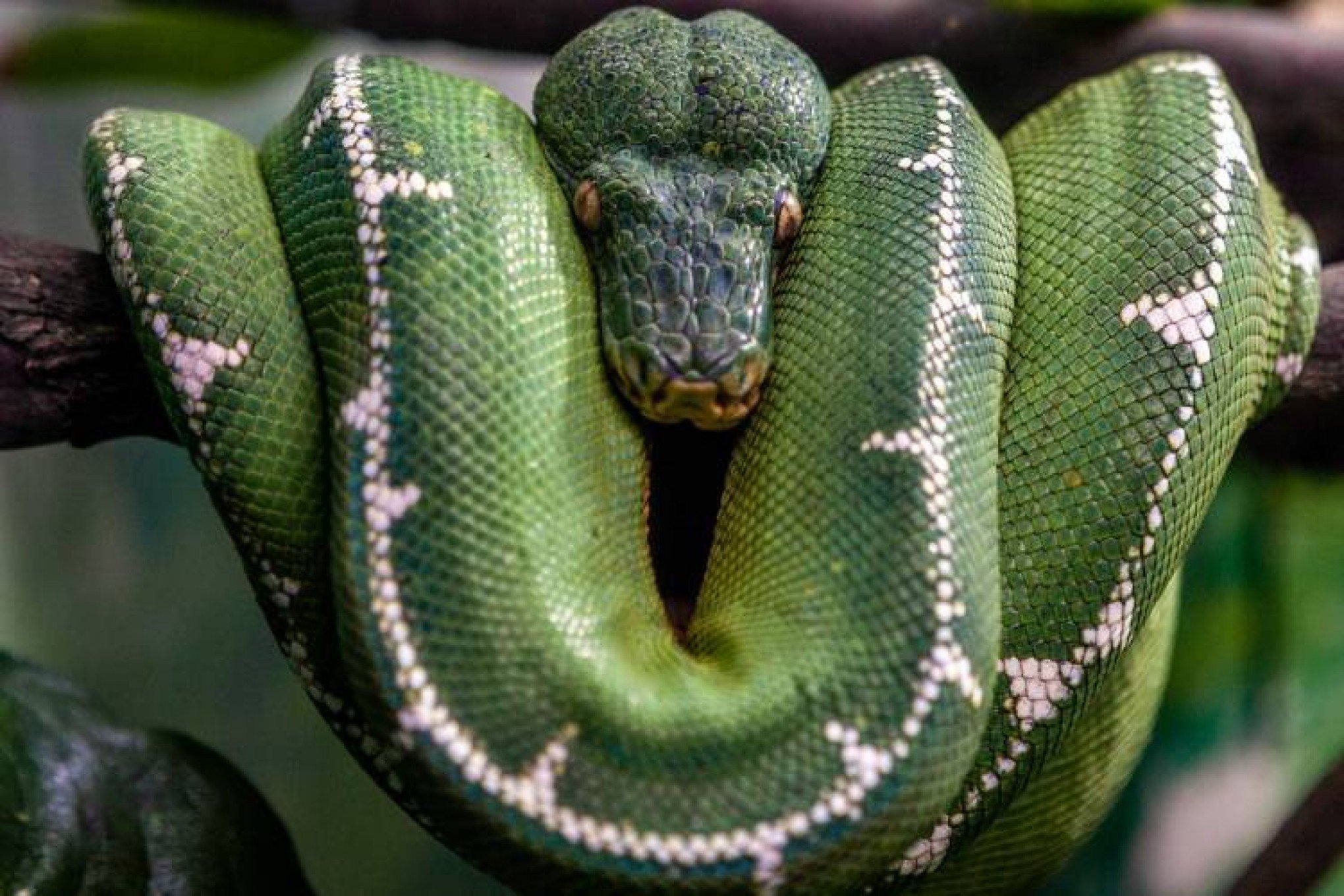 Ela vem do alto: conheça a cobra que passa a vida pendurada em árvores