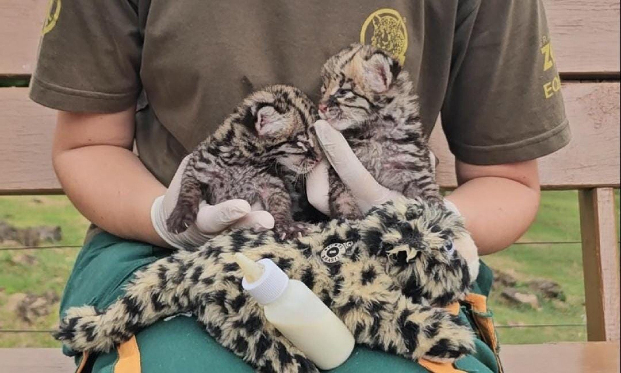 FOTOS: Gramadozoo tem nascimento de jaguatiricas gêmeas; bichos de pelúcia são companhia de filhotes