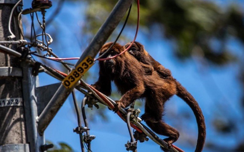 Macacos como os bugios confundem rede elétricas com galhos e árvores | abc+