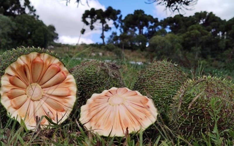 Emater projeta safra de mais de 850 toneladas de pinhão no Rio Grande do Sul em 2025 | abc+