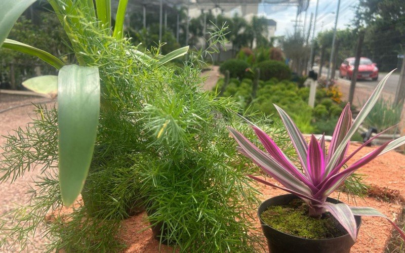 Agapanthus, aspargo pendente e abacaxi roxo para um jardim clássico | abc+