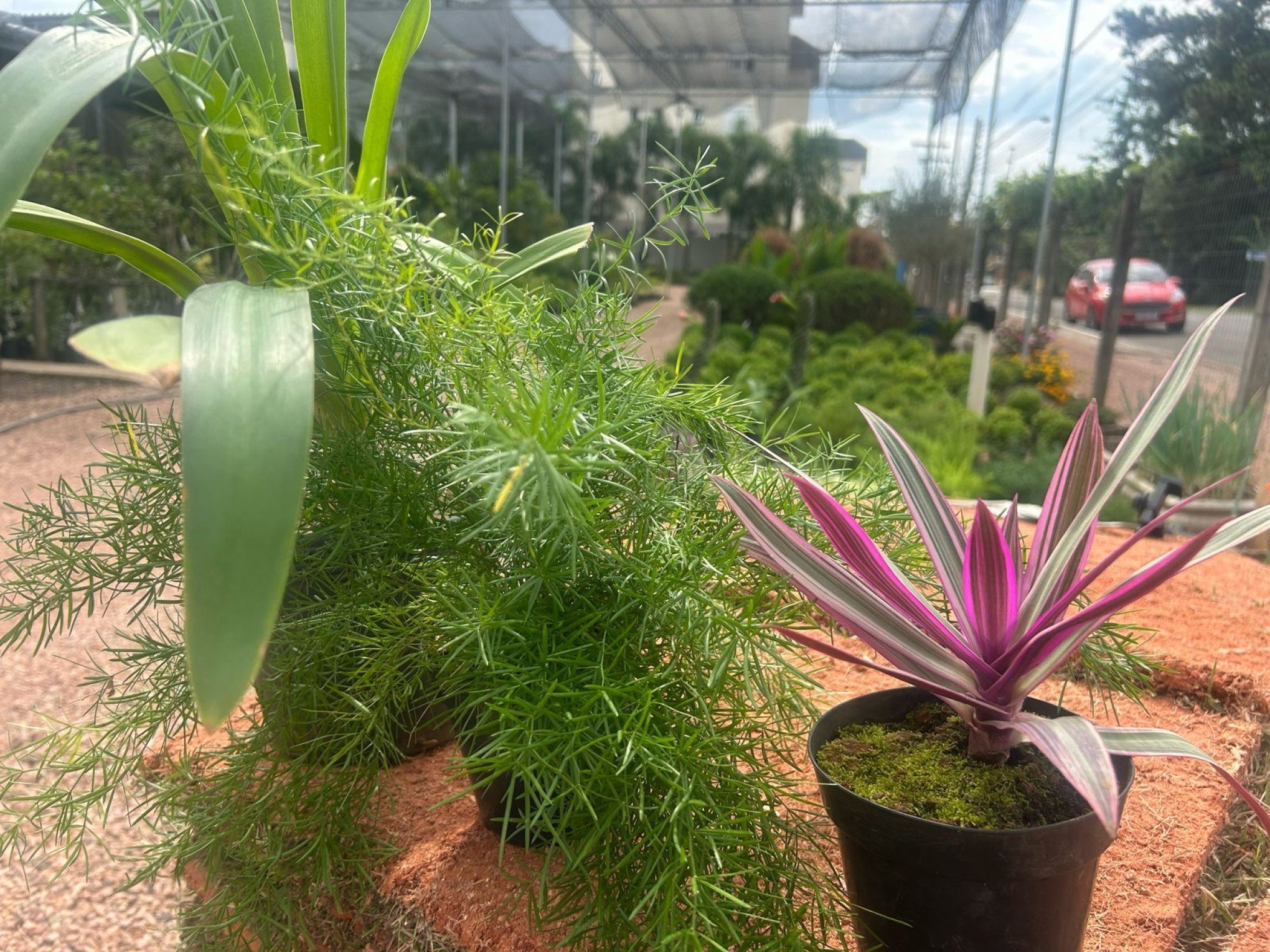 Jardim clássico: Saiba quais plantas transformam seu espaço em um paraíso atemporal