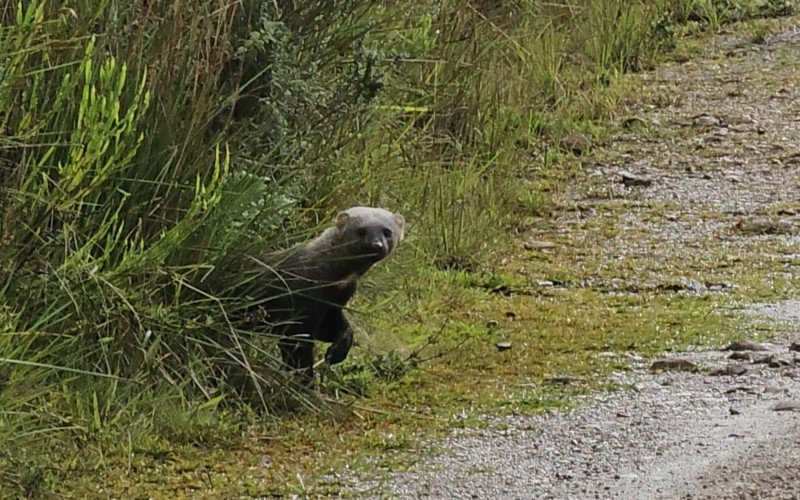 Irara foi avistada no Parque Nacional Aparados da Serra | abc+