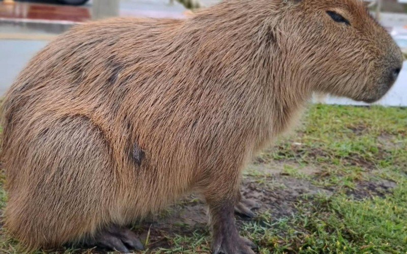 Capivara foi conduzida até o Ceclimar, em Imbé | abc+