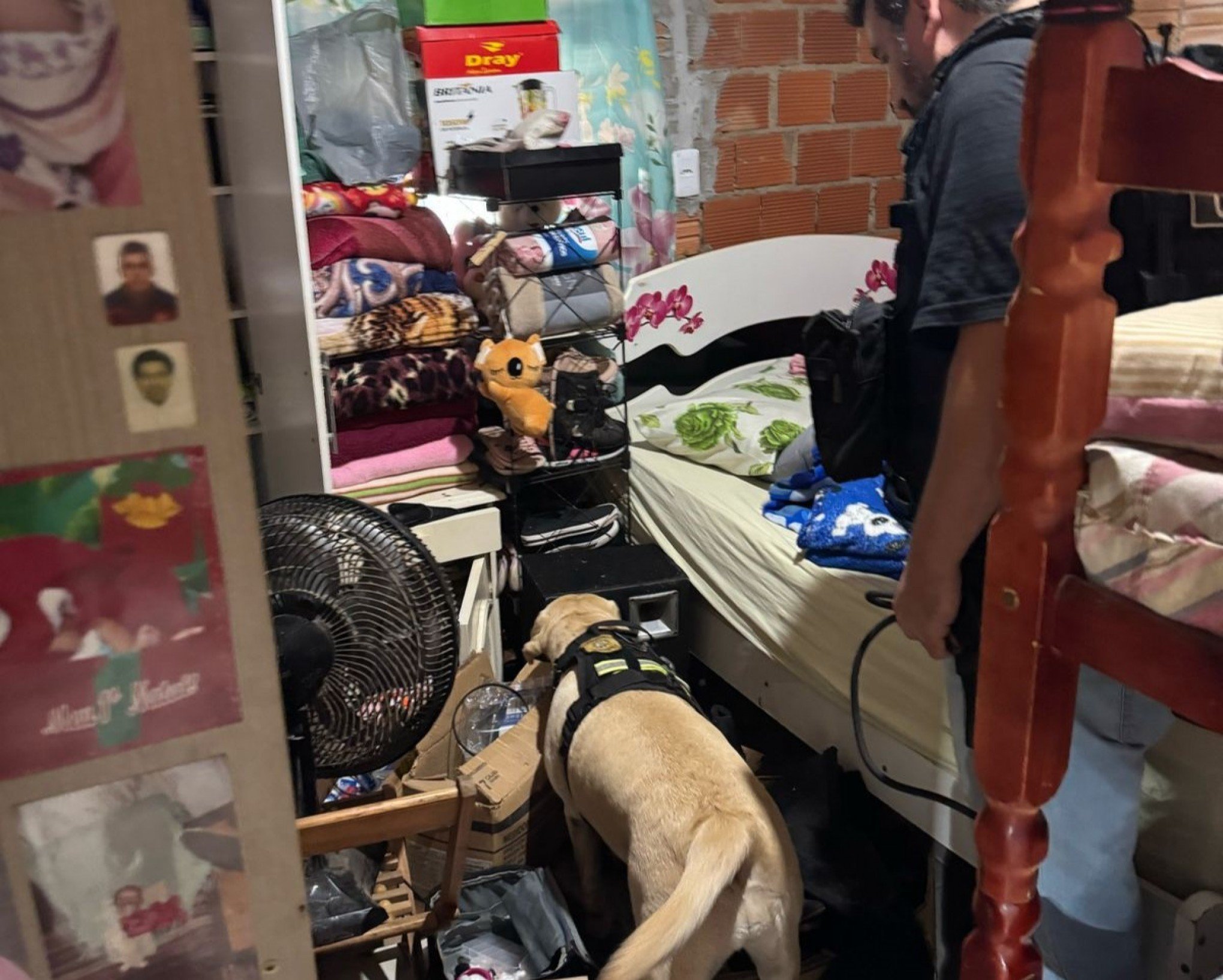 Carga de cocaína avaliada em R$ 265 mil de membro da quadrilha do Vale do Sinos é encontrada com ajuda de cão farejador