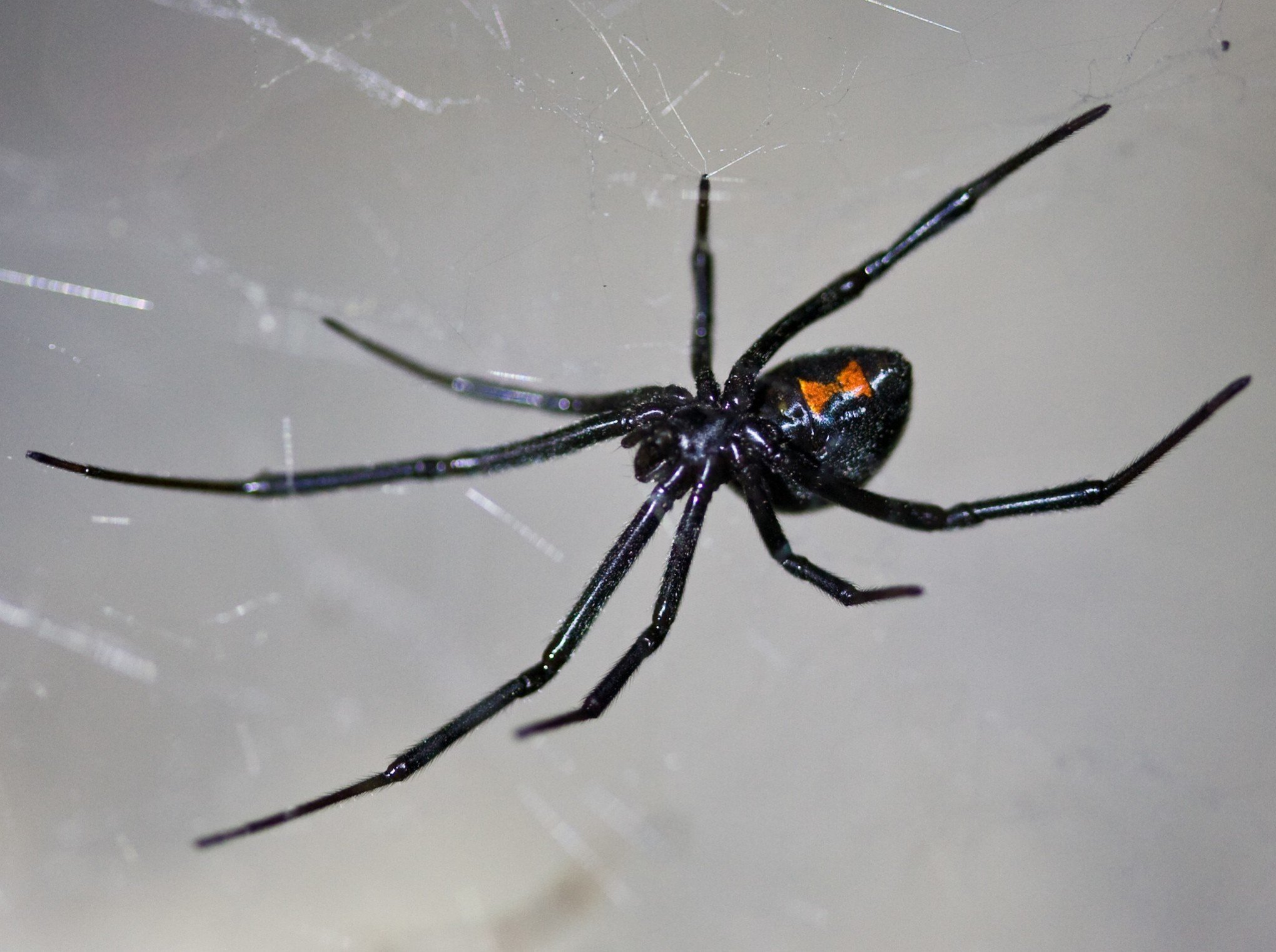 Mulher injeta aranha viúva-negra esmagada nas veias; caso chamou a atenção de especialistas