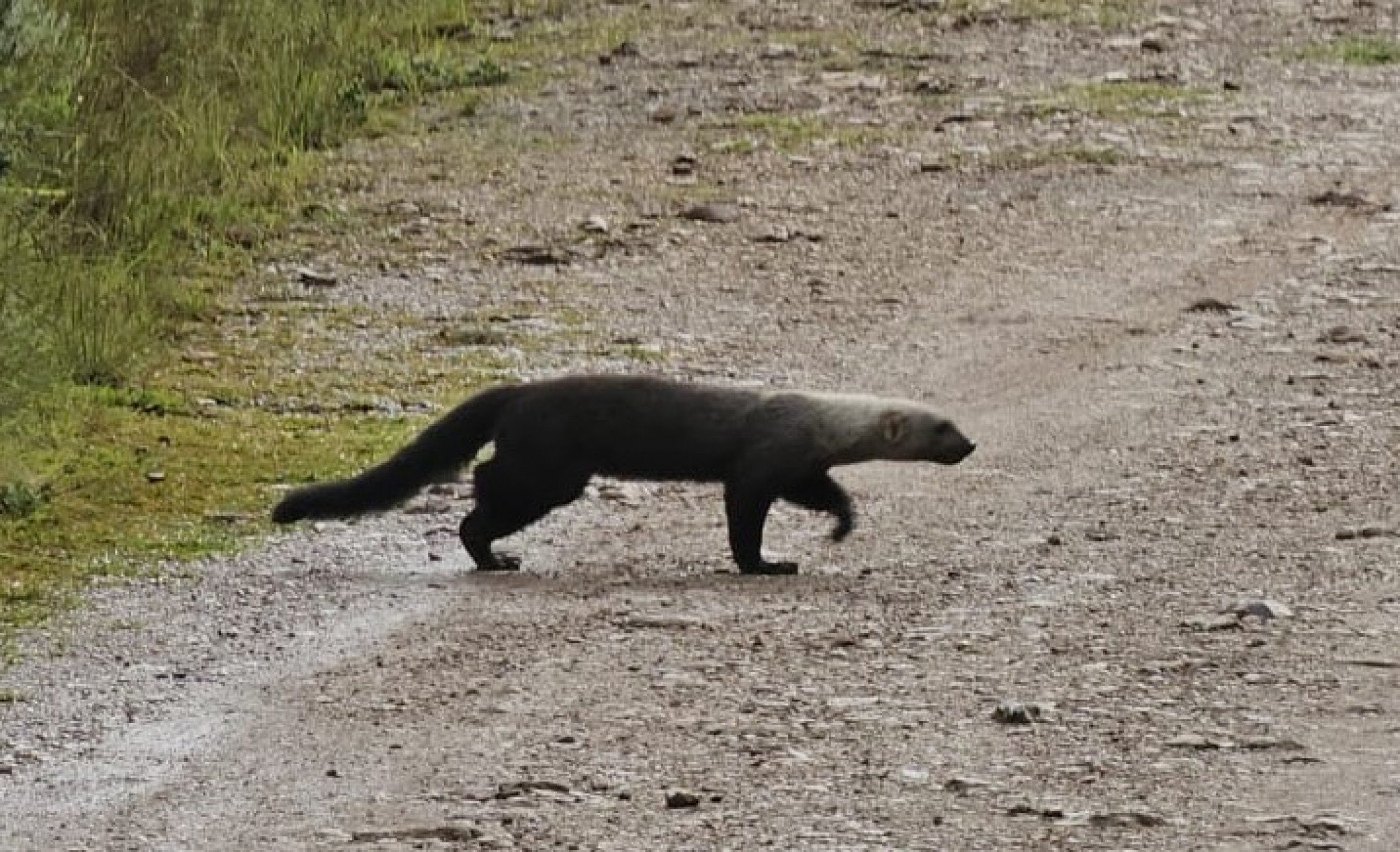 Que bicho é esse? Animal raro é avistado no Rio Grande do Sul