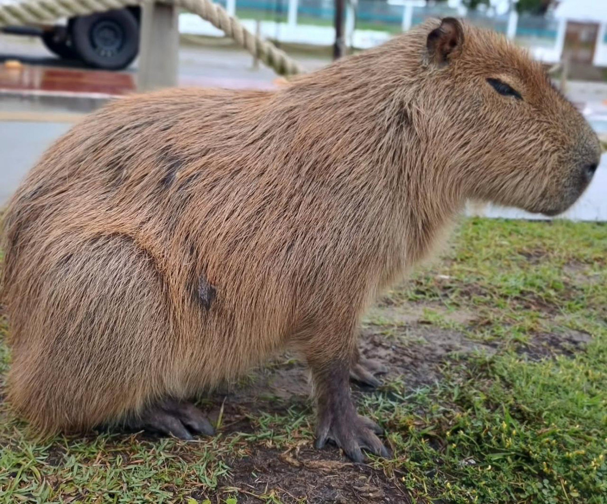 Brigada Militar resgata capivara ferida no litoral gaúcho