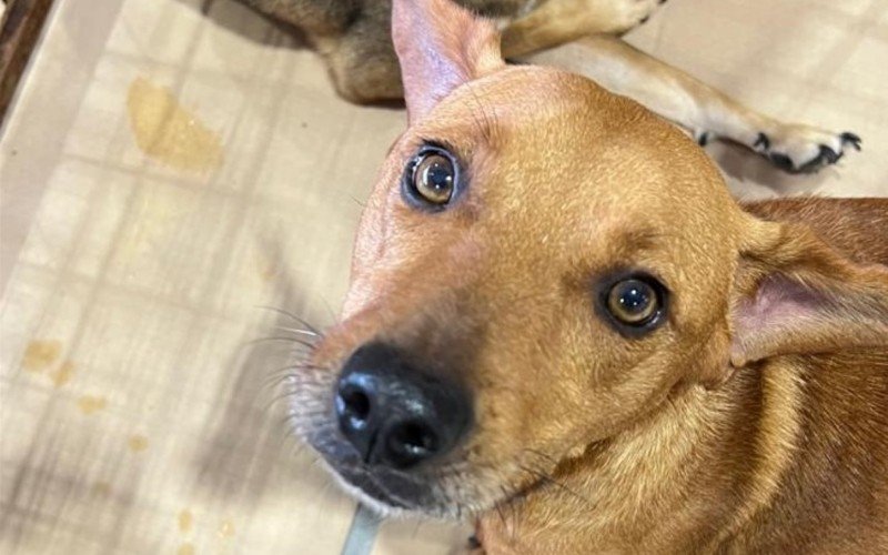 Atividade contarÃ¡ com cÃ£es adultos do Canil Municipal