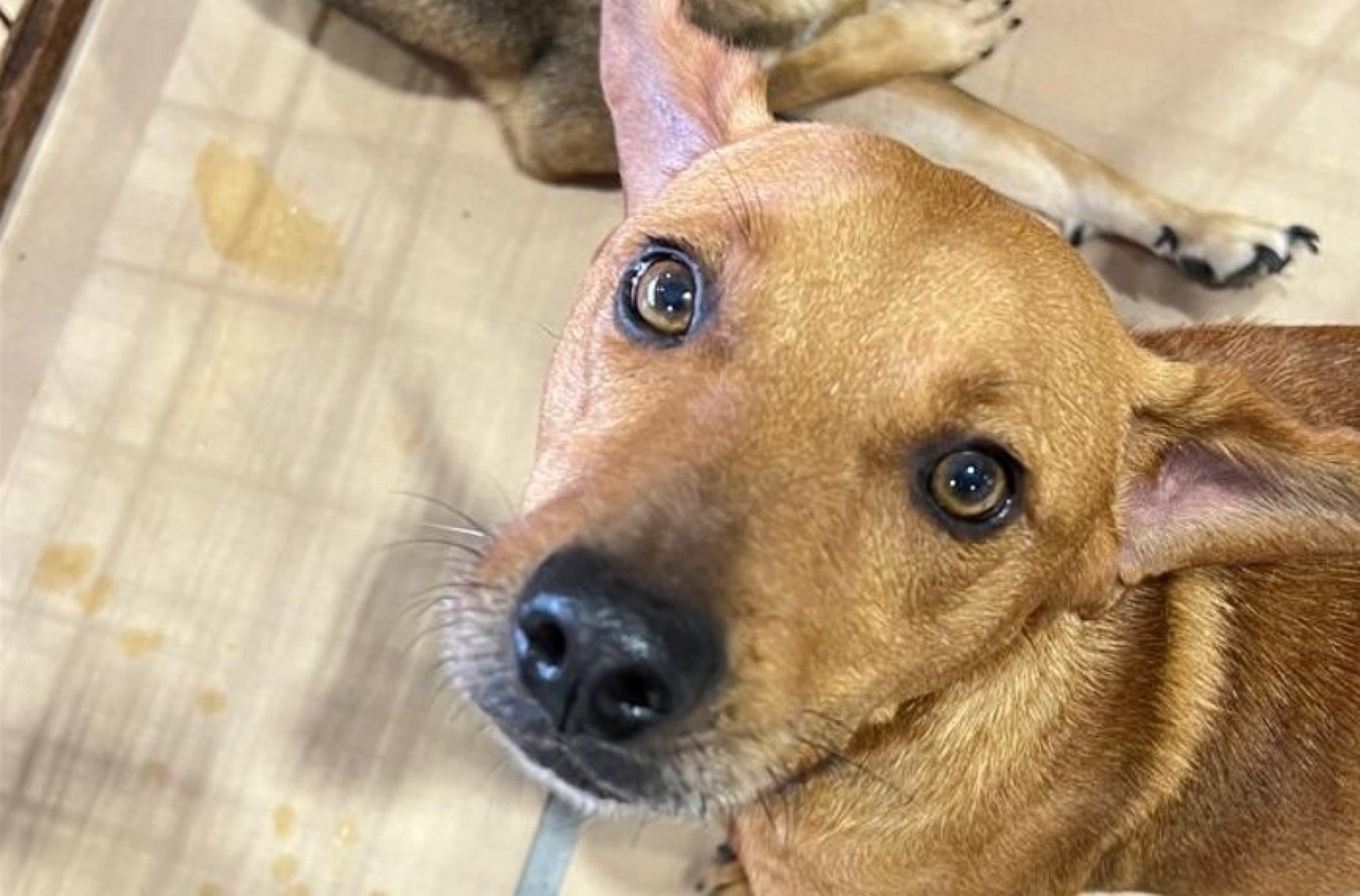 São Leopoldo terá espaço de adoção de cães neste sábado no Largo Rui Porto