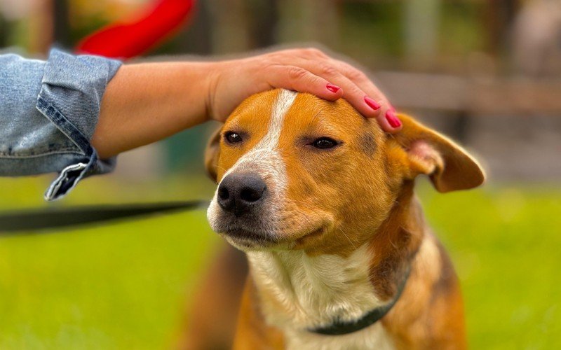 Atendimento veterinário vitalício aos cães adotados no abrigo municipal