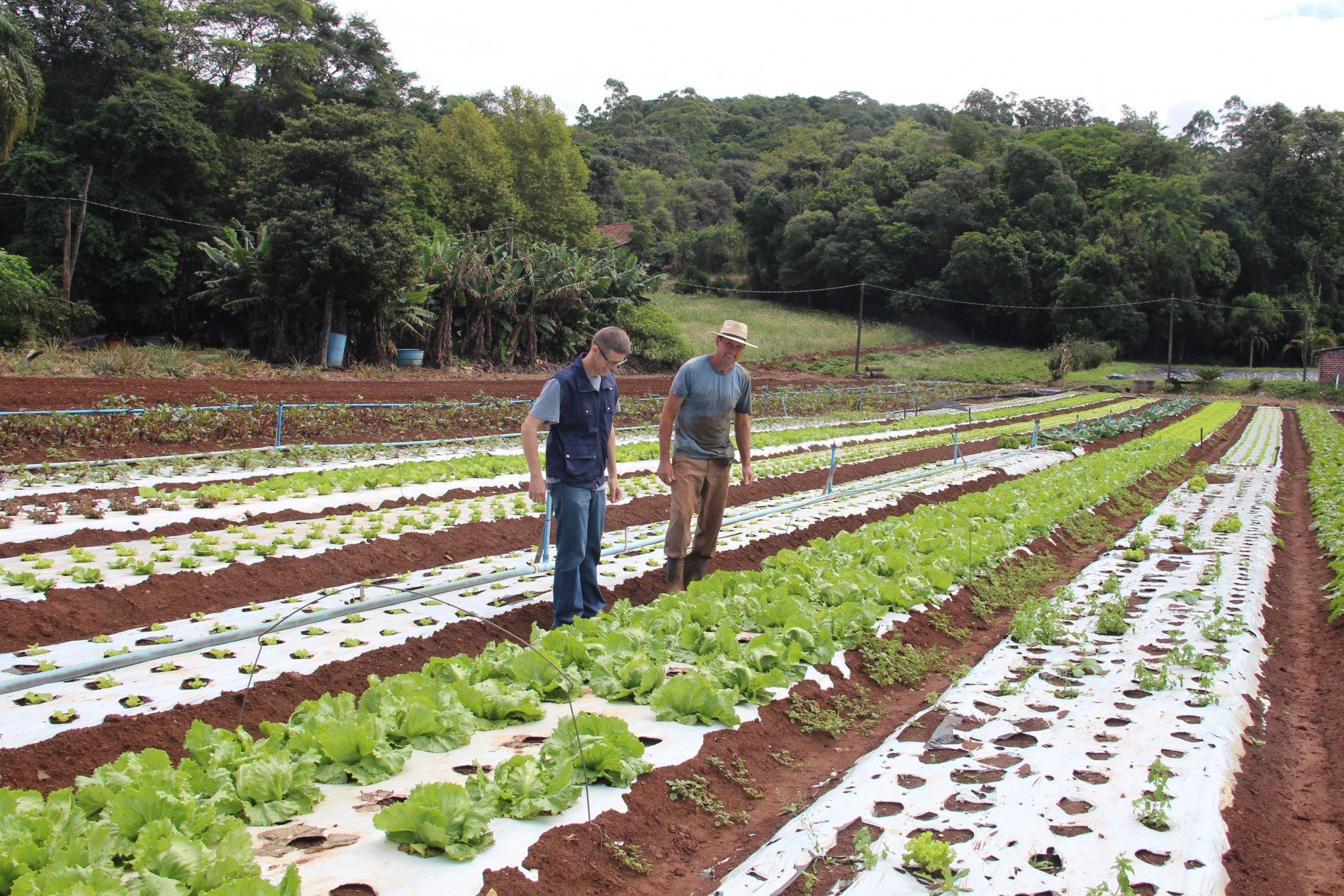 Agricultura familiar faz da merenda uma prato mais saudável