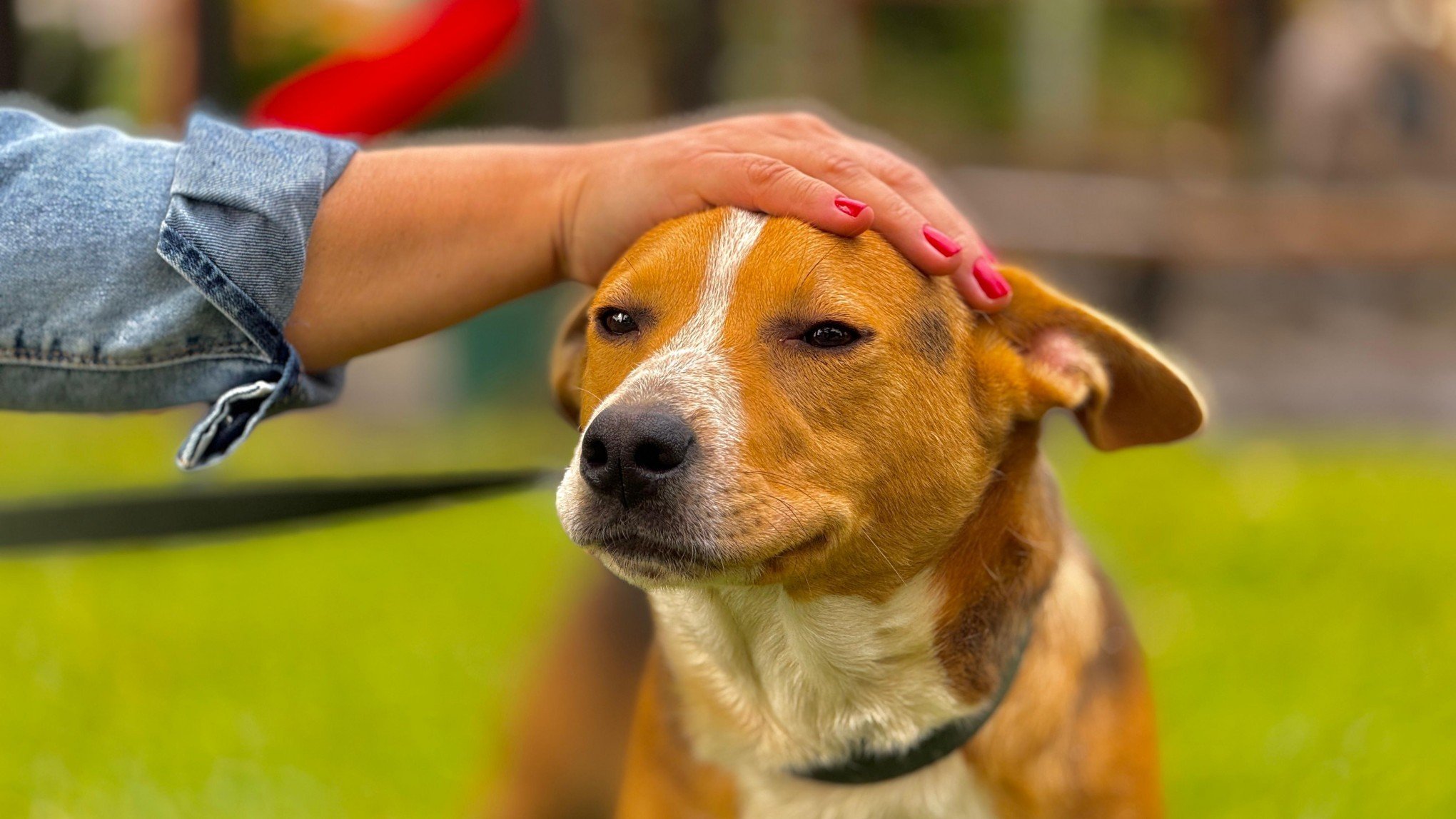 Cães adotados no abrigo municipal de Gramado terão atendimento veterinário vitalício