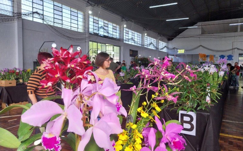 Exposição Regional de Orquídeas em Novo Hamburgo | abc+