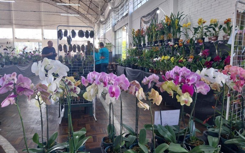 A maioria das orquídeas vive em troncos de árvores, mas também há como plantá-las em vasos. | abc+