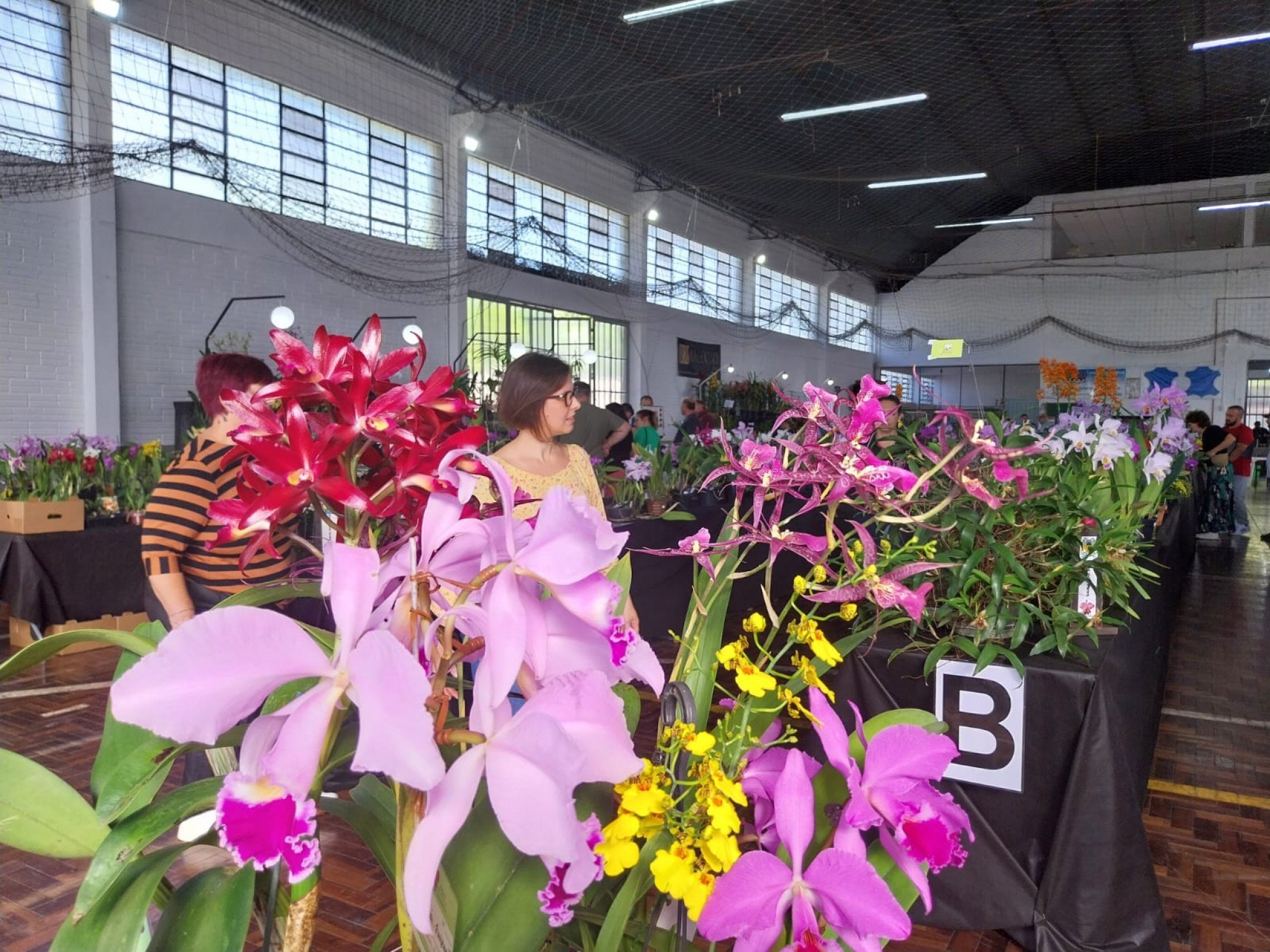 VÍDEO: 5 dicas para plantar orquídea